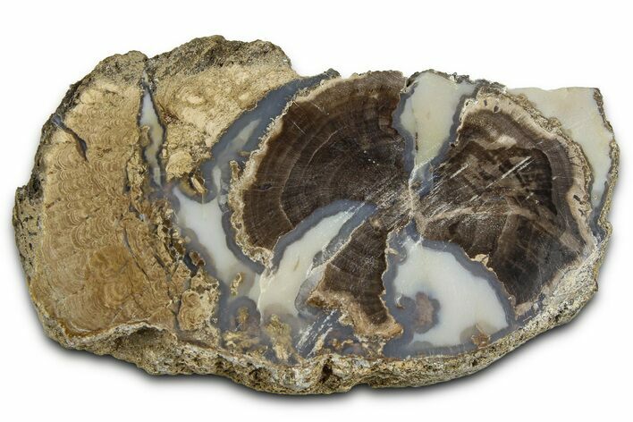 Petrified Wood (Schinoxylon) Limb Section - Blue Forest, Wyoming #371071